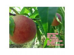 黄冈桃树苗种植,桃树苗种植距离,枣阳桃花岛