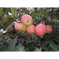 今 日 大量供应山东红富士苹果通货农户价格