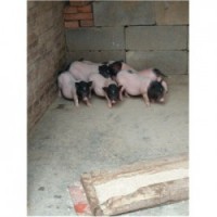 藏香猪养殖场湖南常德市周边哪里有藏香猪仔