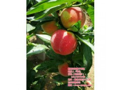 桃苗种植技术,枣阳桃花岛,荆州桃苗种植