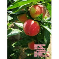 桃苗种植技术,枣阳桃花岛,荆州桃苗种植