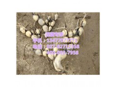 汉川藕御莲藕种植场,赛珍珠新品种,赛珍珠
