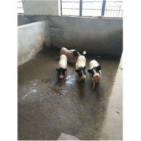 藏香猪养殖场辽宁大连市周边藏香猪多少钱大