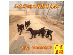 湖北襄樊有黑狼犬出售吗