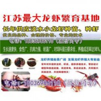孟州小龙虾种苗价格《稻田养虾技术视频》
