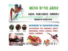 维扬龙虾种苗批发报价龙虾养殖技术指导