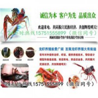 维扬龙虾种苗批发报价龙虾养殖技术指导