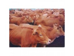 新疆黄牛养殖场