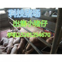 贵州黑母猪出售
