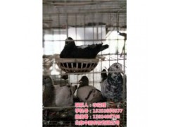 肉鸽子养殖技术|山东中鹏农牧|山西鸽子养殖