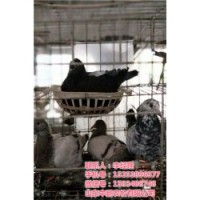 肉鸽子养殖技术|山东中鹏农牧|山西鸽子养殖