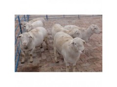 四川达州杜泊绵羊圈养技术
