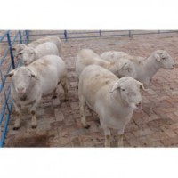 四川达州杜泊绵羊圈养技术