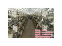 吉林鸽子养殖技术,山东中鹏农牧,信鸽子养殖